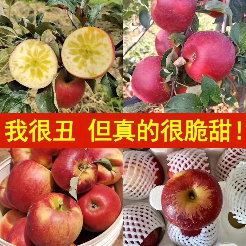 云南昭通苹果当季新鲜水果脆甜多汁树上现摘现发2001八分甜两分酸