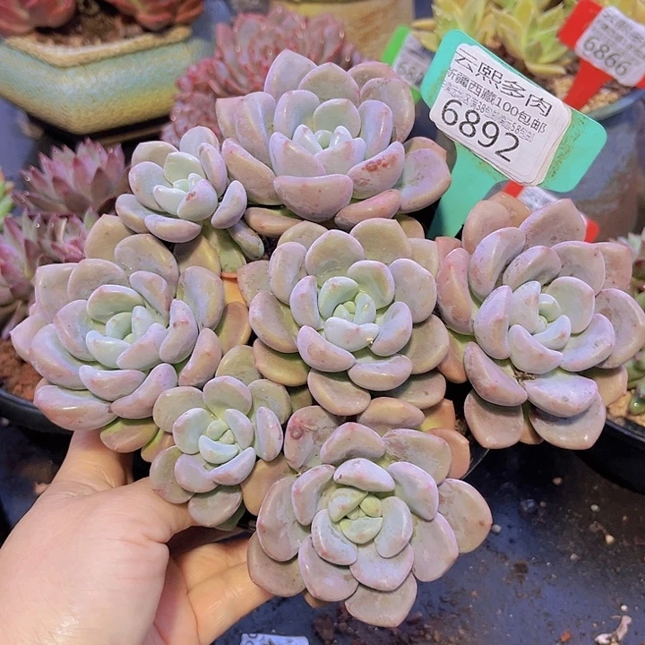 6892白鹭。