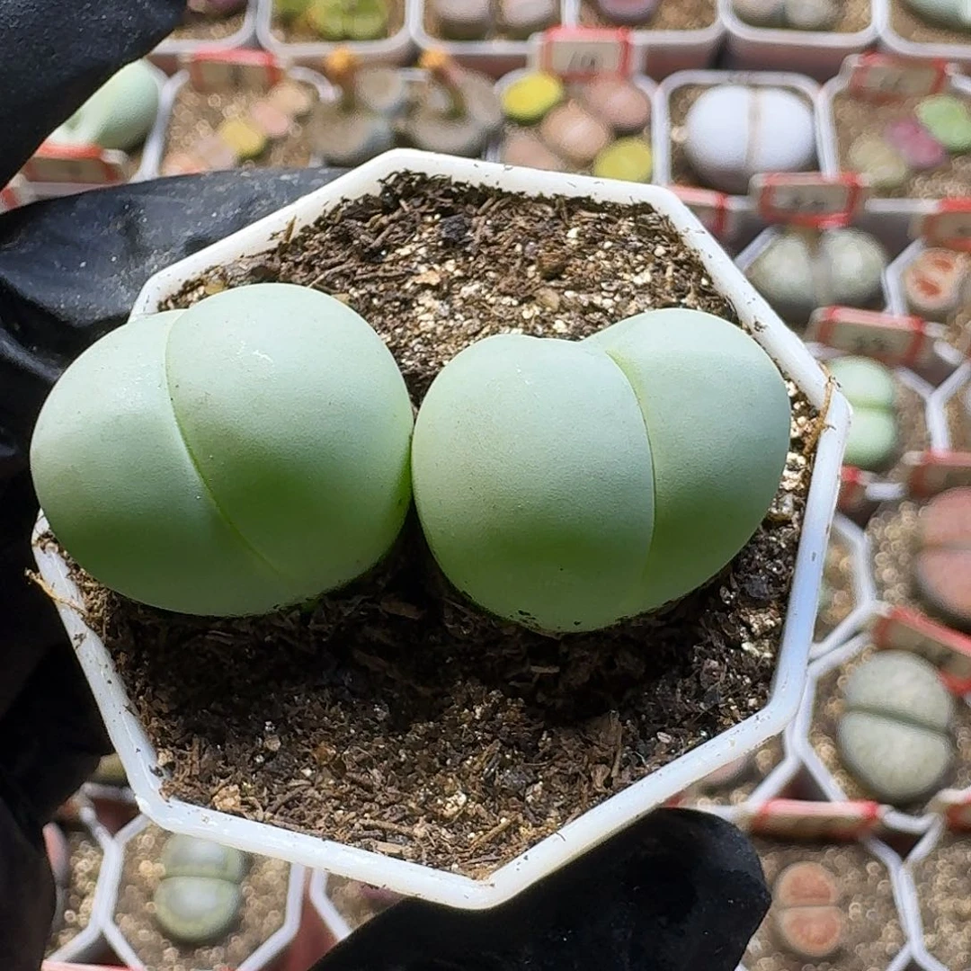 生石花22////。  83