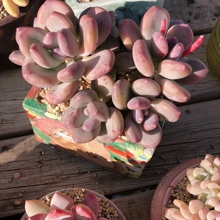 【闪购商品】兜*?兜米