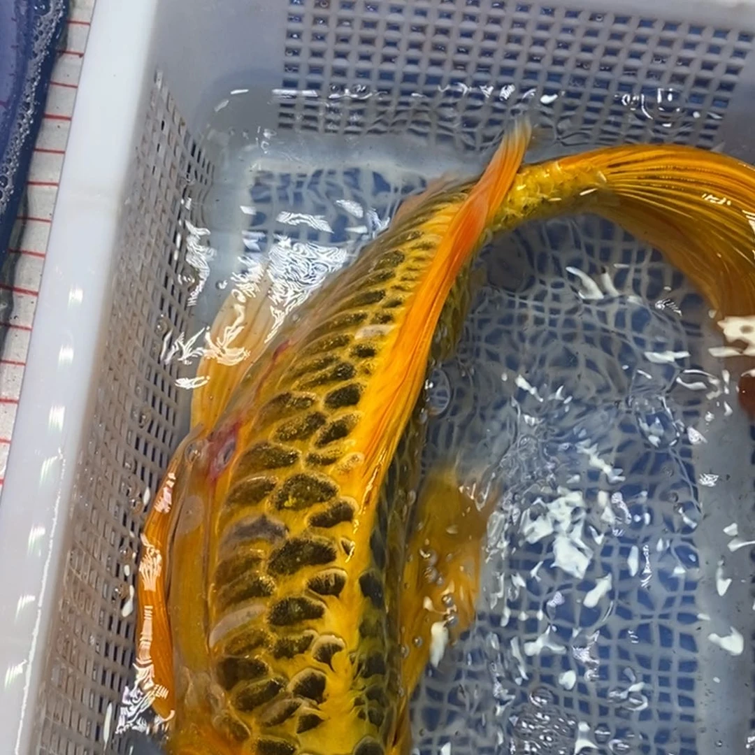 锦鲤冷水锦鲤包邮