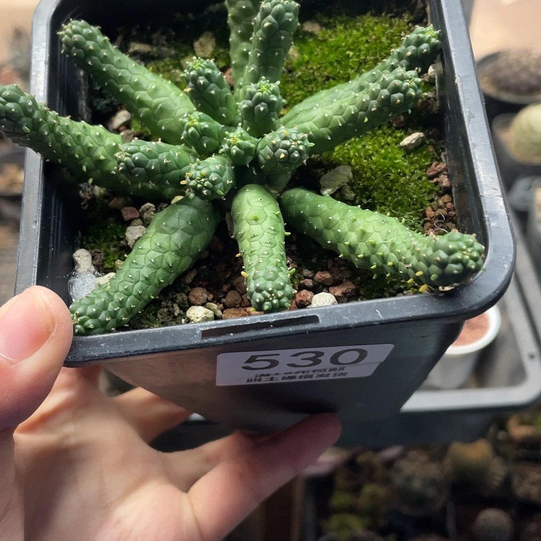 530阎魔大戟仙人球植物