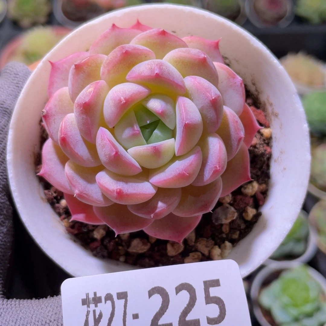 花利美27-225糖心新品