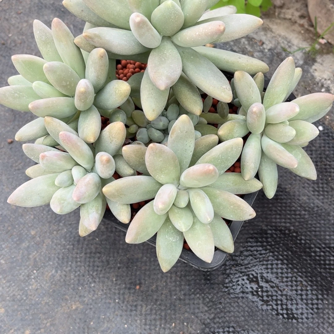 多肉植物白兰地多肉