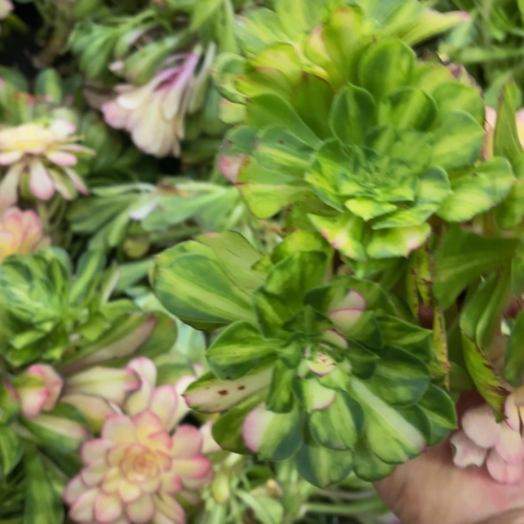 哈哈多肉葡萄福利来 43