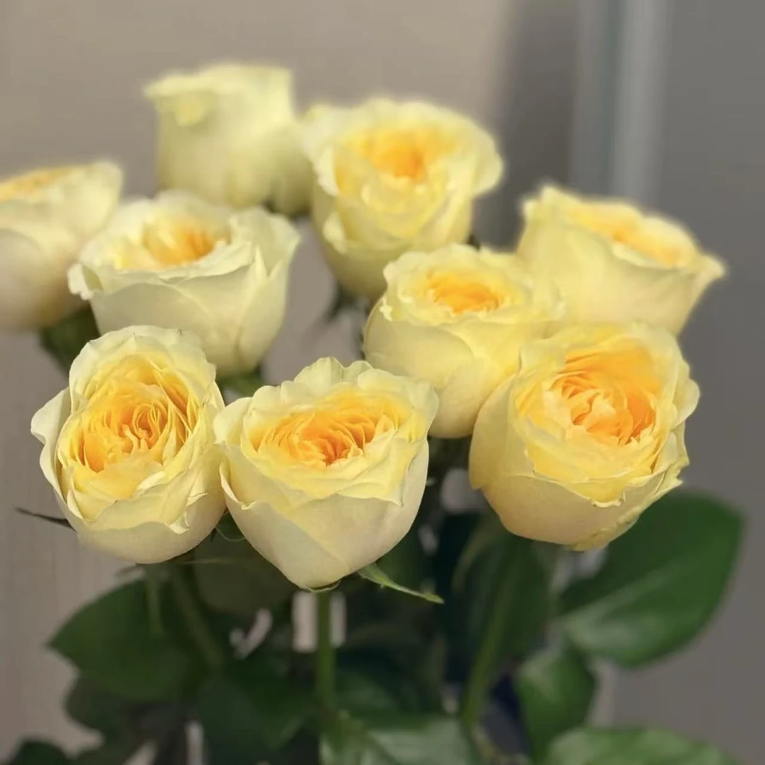 【A级奶油杯单头玫瑰】云南A级玫瑰70-75cm室内水养昆明直发包邮