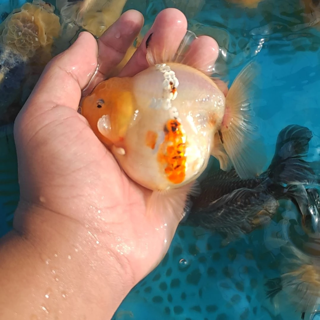 闪鳞樱花泰狮金鱼