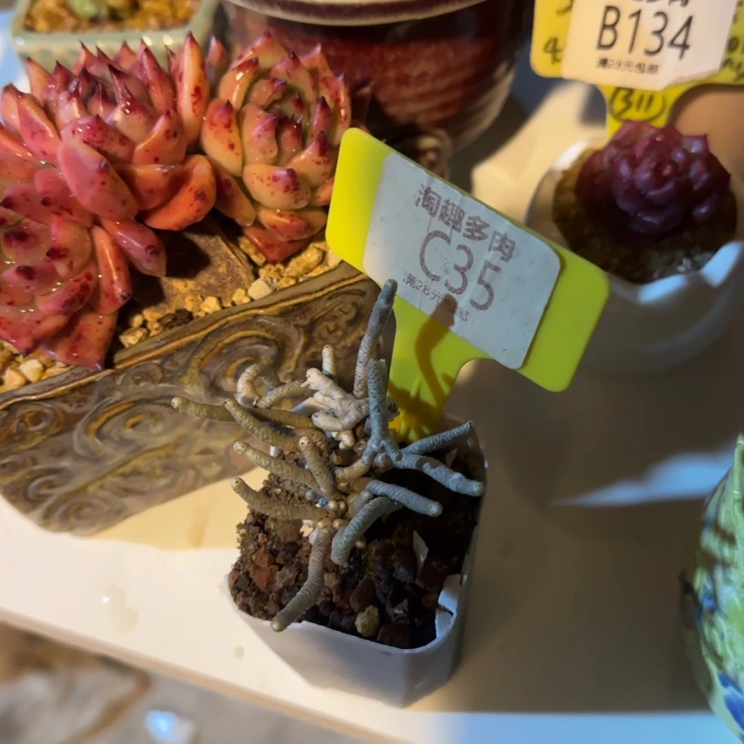 暗*多肉植物11111111