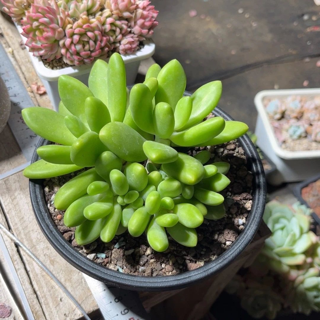 芒果奶多肉植物duofuchi