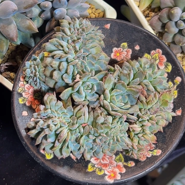 琥珀 星影 星影 星影