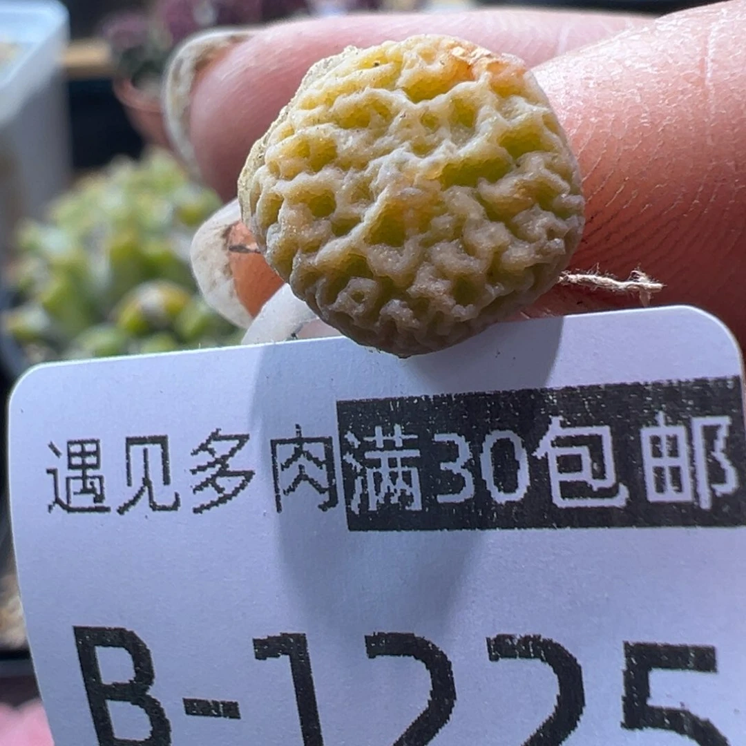 多肉植物11111111111