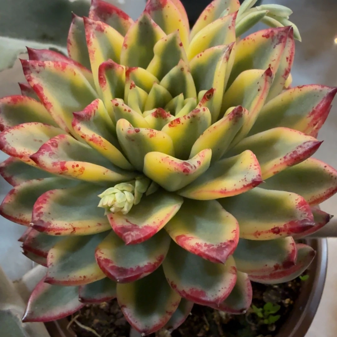 无名 安吉园艺锦锦