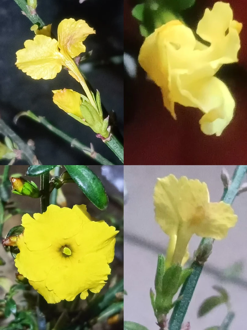 新品种凤尾蝶二号迎春花盆栽小苗垂吊攀爬植物室内外耐寒盆景素材