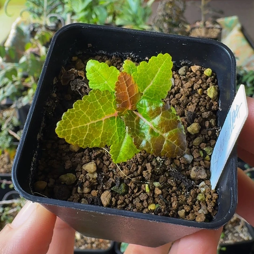 用***0实生娜娜乳香带盆土顺丰包邮