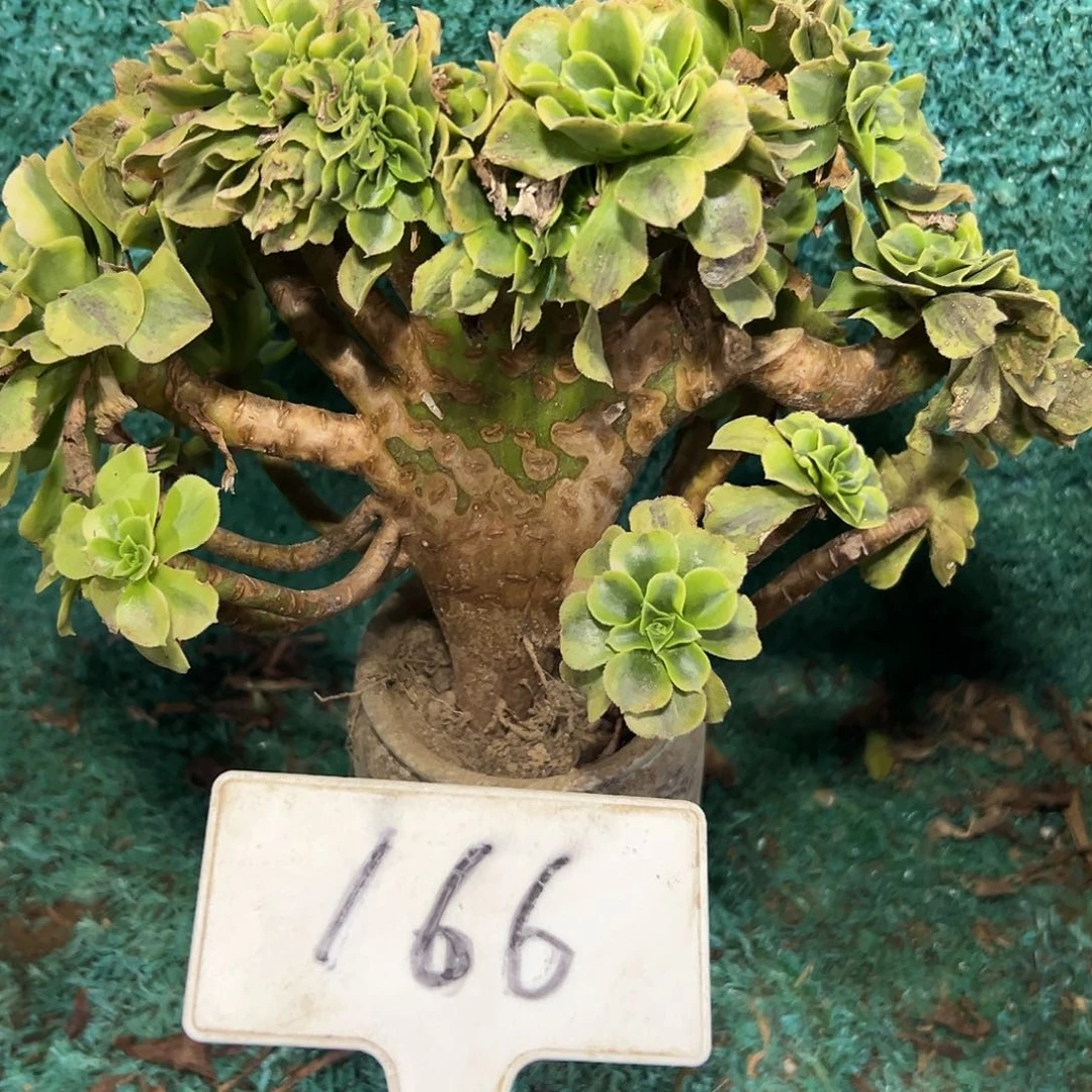 多肉植物绿豆沙缀花小损166