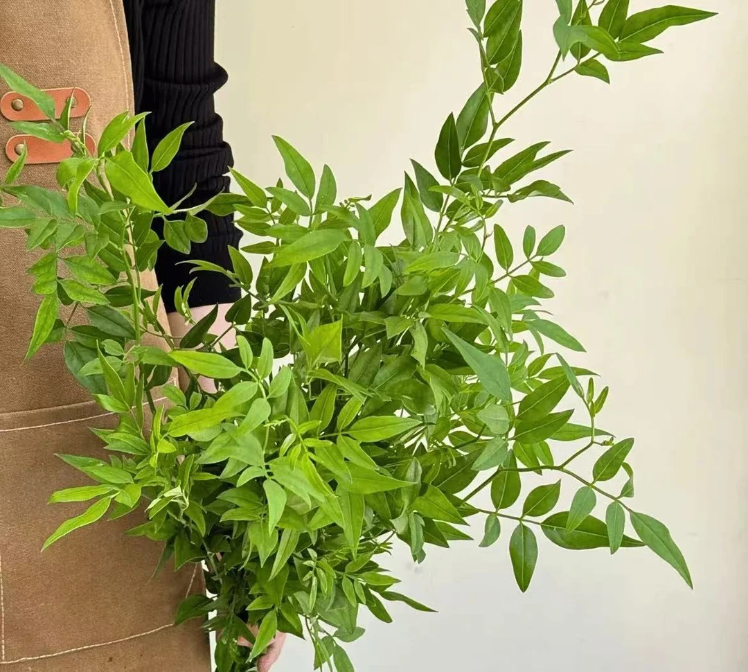 【九星叶】云南基地直发顺丰冷链包邮到家