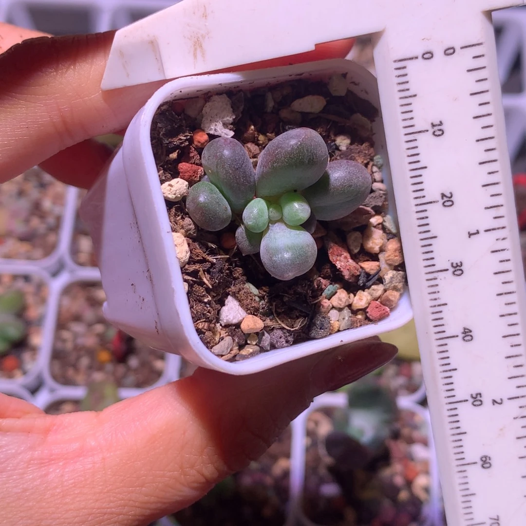 乌里韦亚3头哈哈哈哈