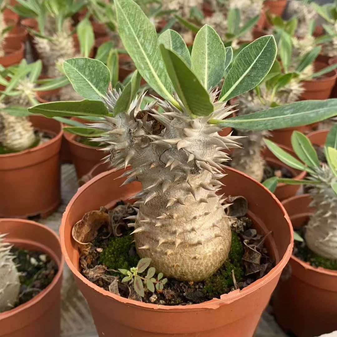 巴西女王黄色大花棒槌属 象牙玉办公室宿舍超萌盆栽