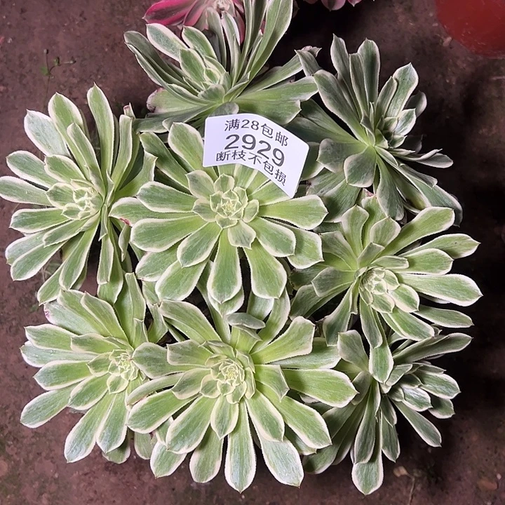 2929碧浪多肉植物