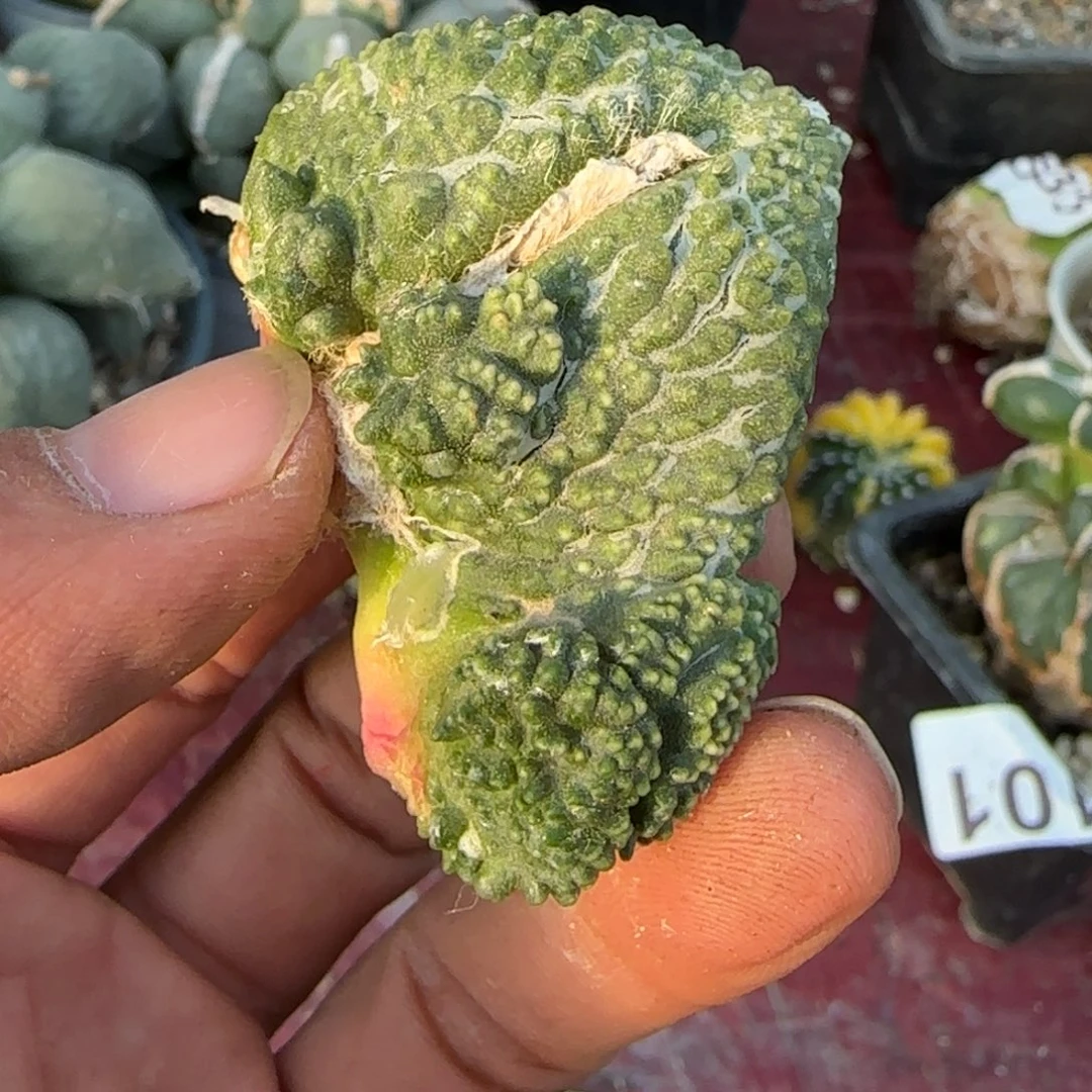 无花朵巴索哥怒血怒叶子