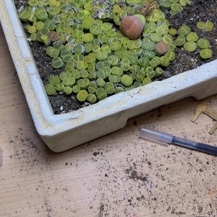十颗生石花母本选七