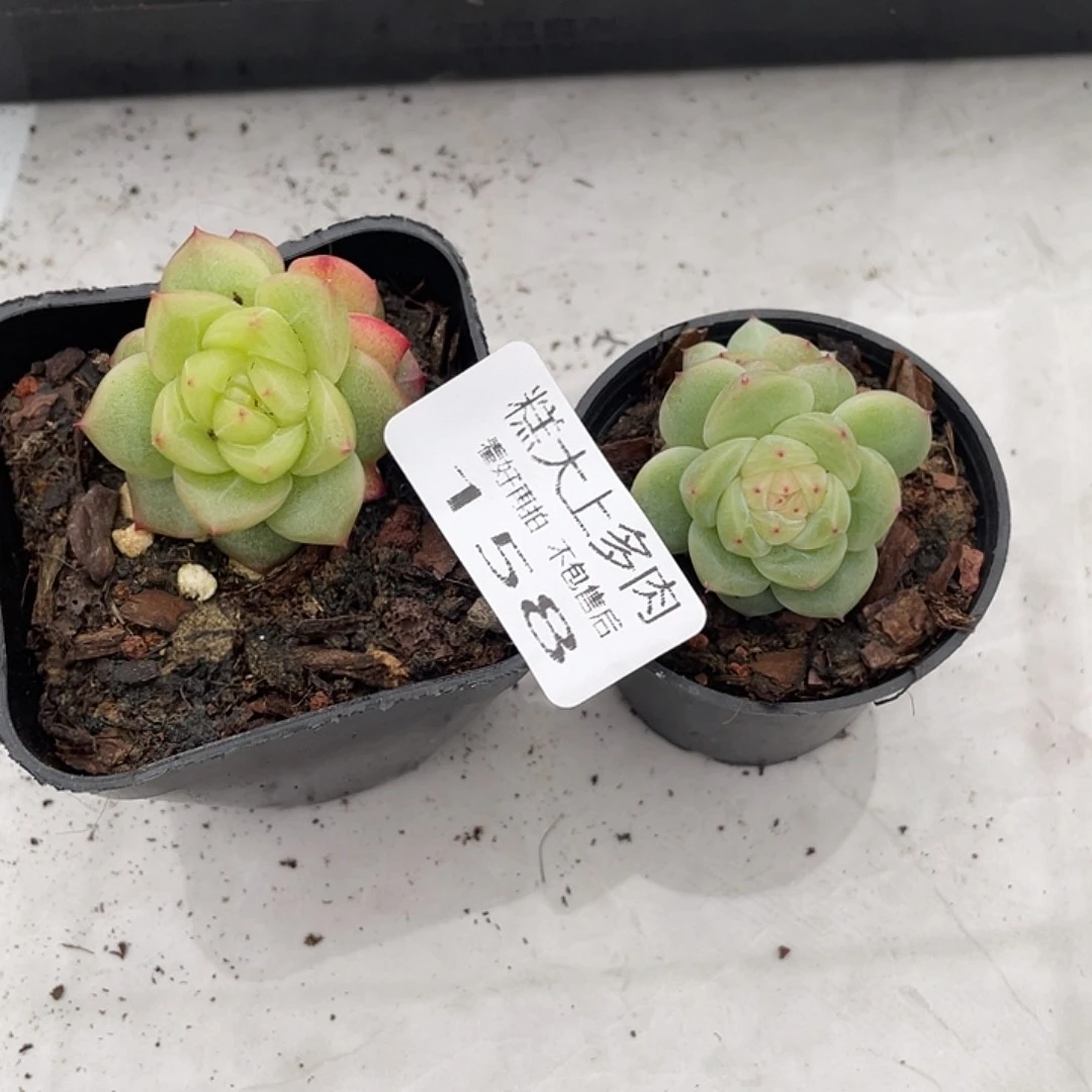 吃****子糕大上多肉植物158