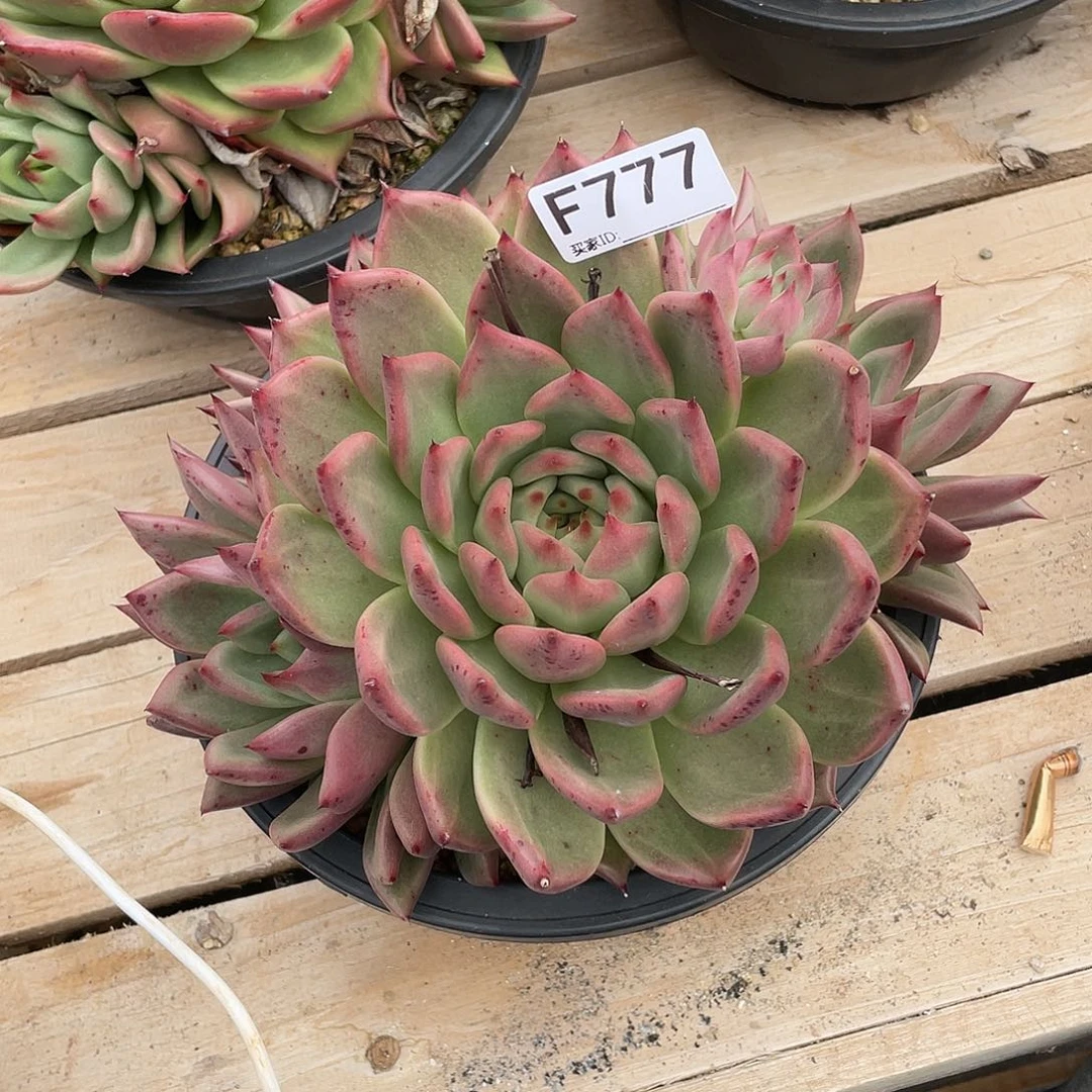 若如东云单拍F777