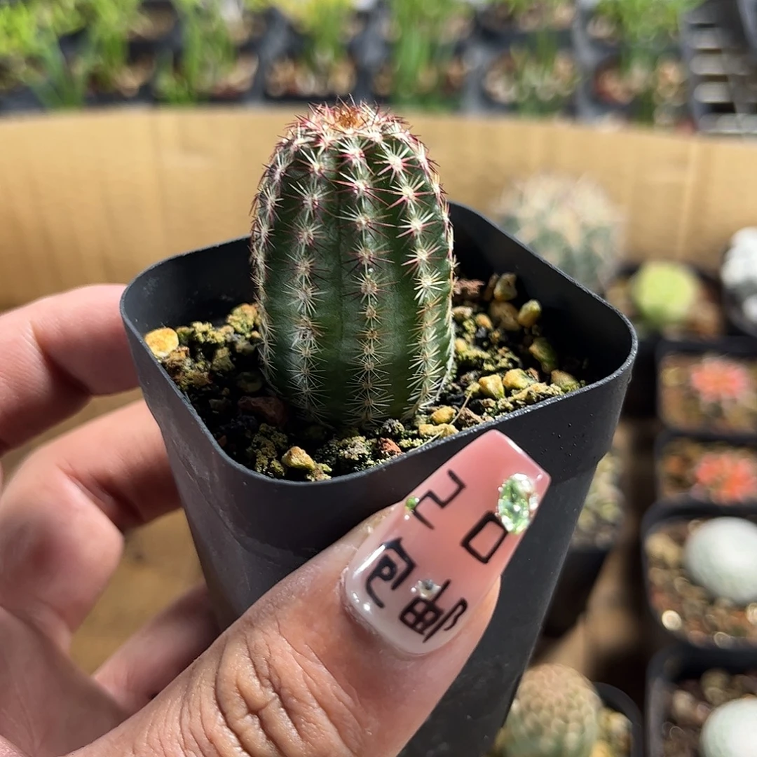 青花虾单头发货单头发