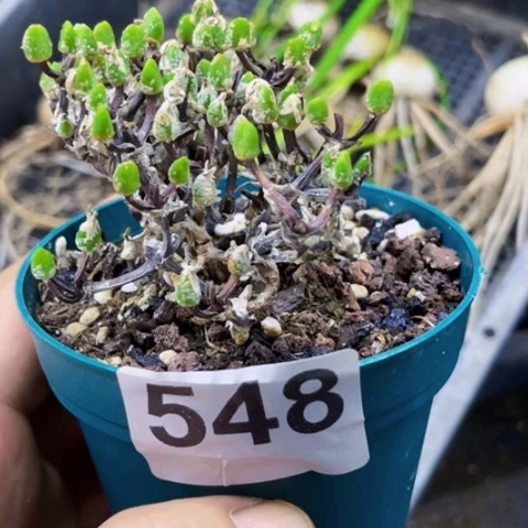548冰糕一物一图如图