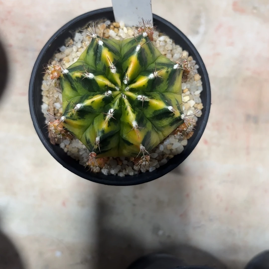 22-0630泰国发货多肉