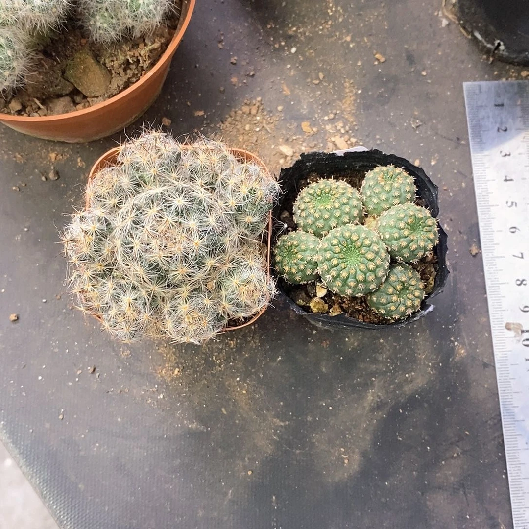 树***景一物一拍二棵仙人球