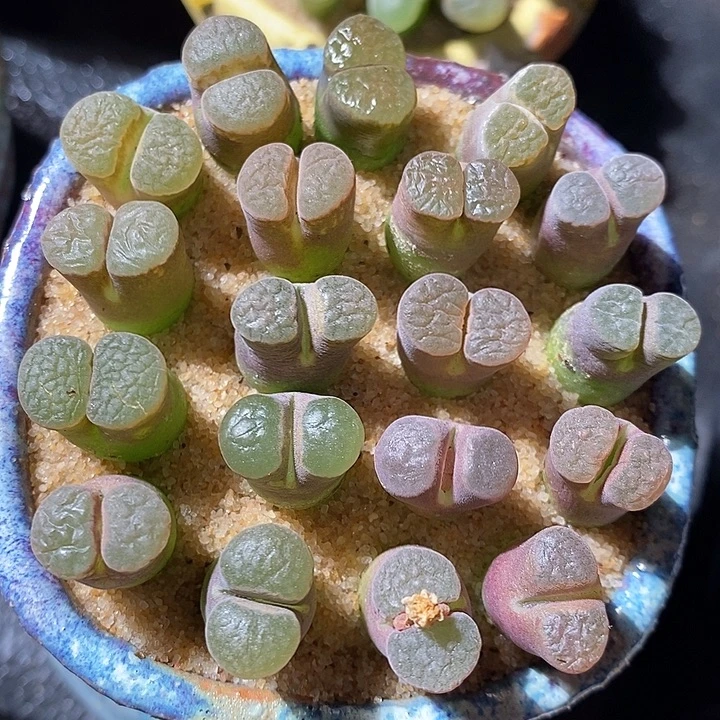 一颗大磁铁。 买二送一。