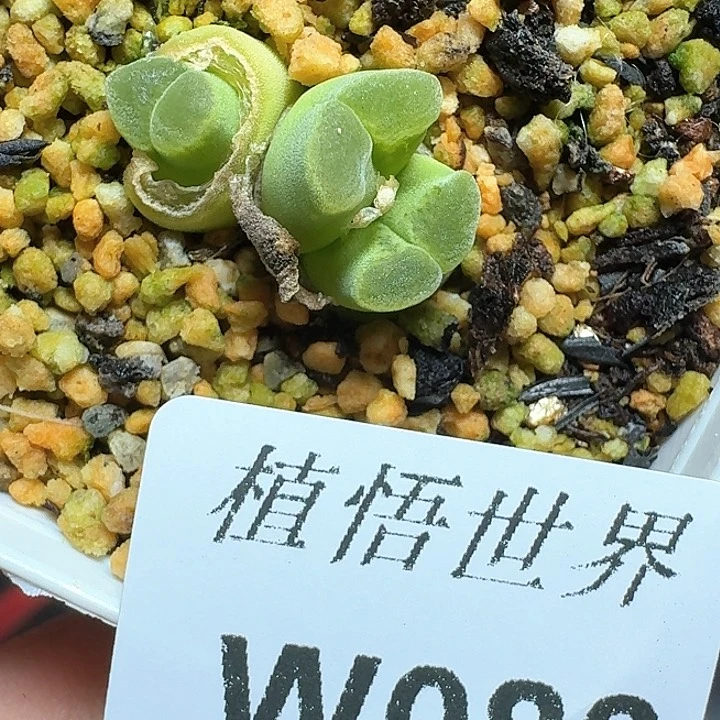 082号多肉植物哇c c