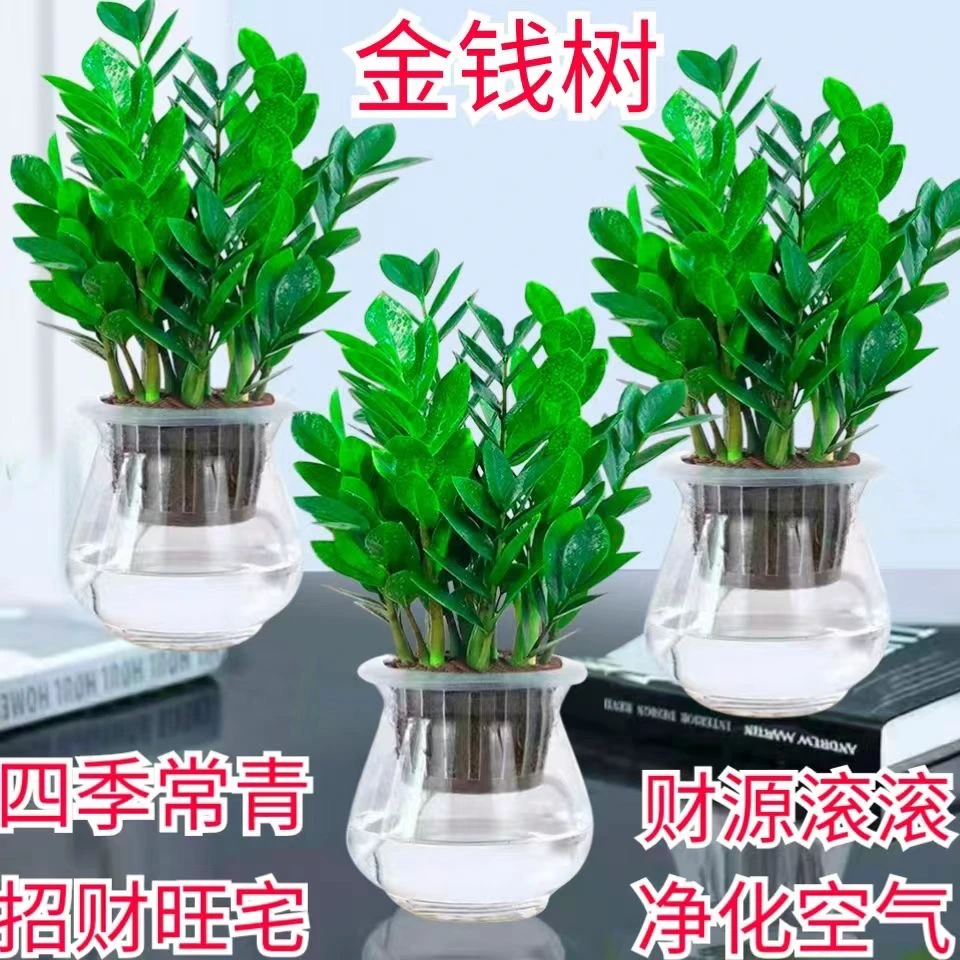 【新疆包邮】金钱树盆栽室内植物办公室净化空气四季常青客厅摆放桌