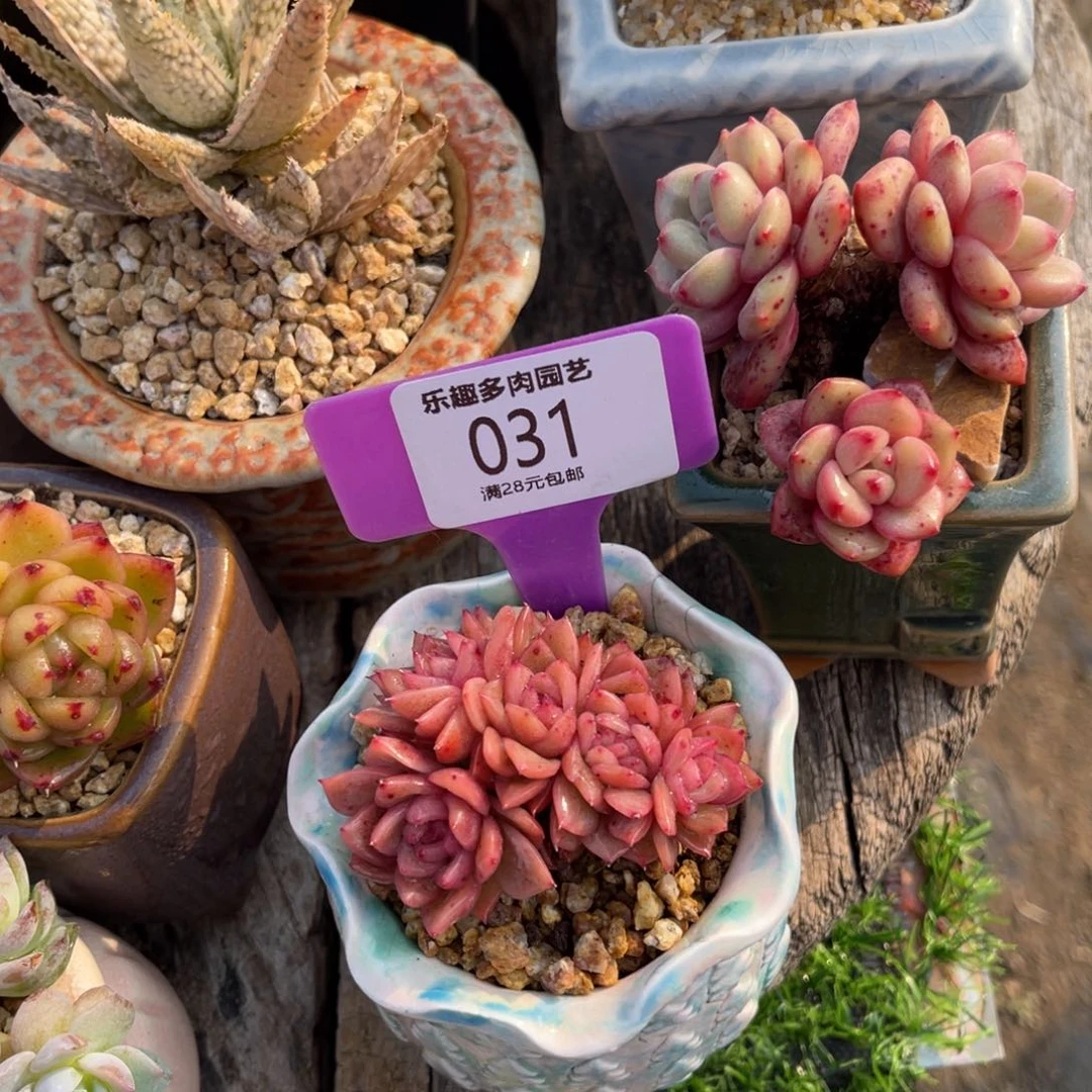 虾*多肉植物朵朵坠五个头