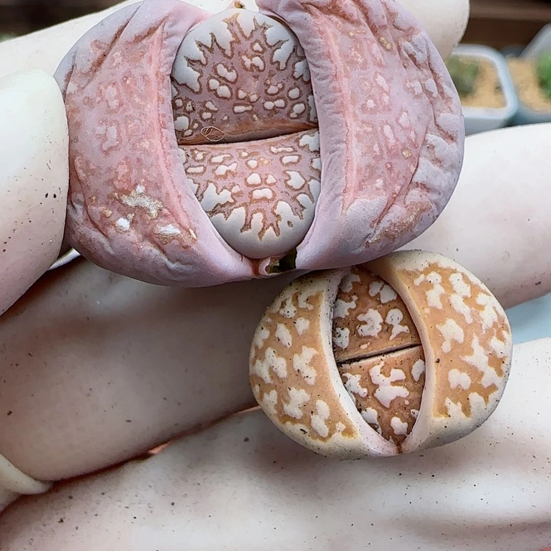 871珊瑚火福利福利