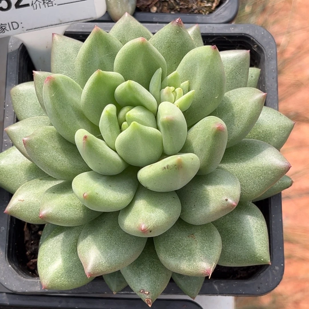 米其林多肉植物952
