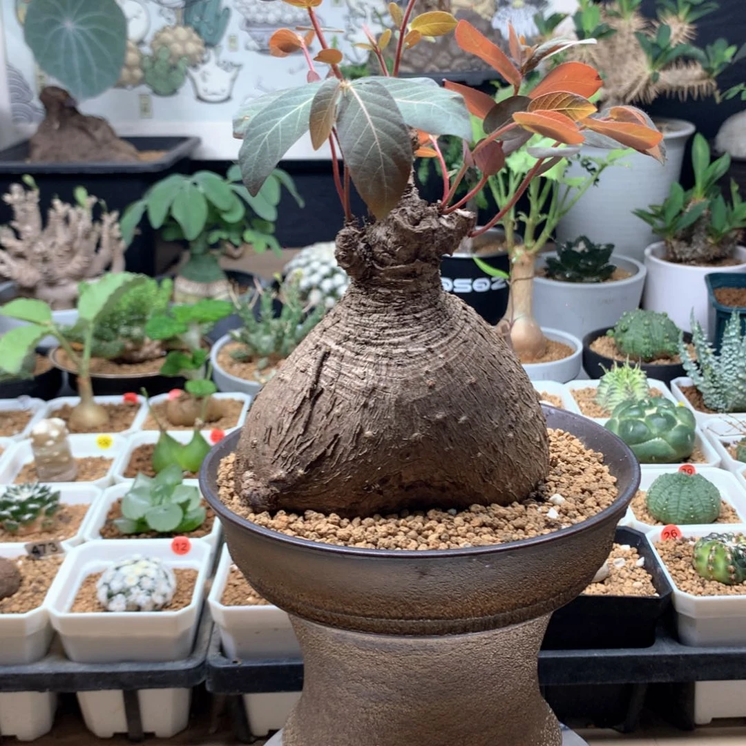 龙***一奇异油柑脱土多肉