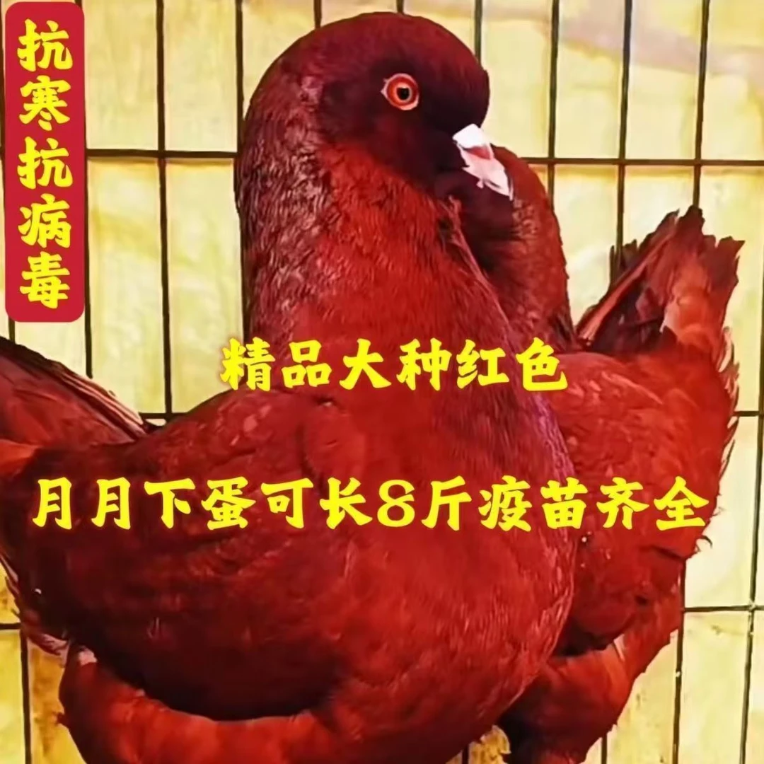 元宝鸽正宗元宝鸽大体元宝鸽公斤鸽观赏鸽种鸽一对活物纯种元宝鸽