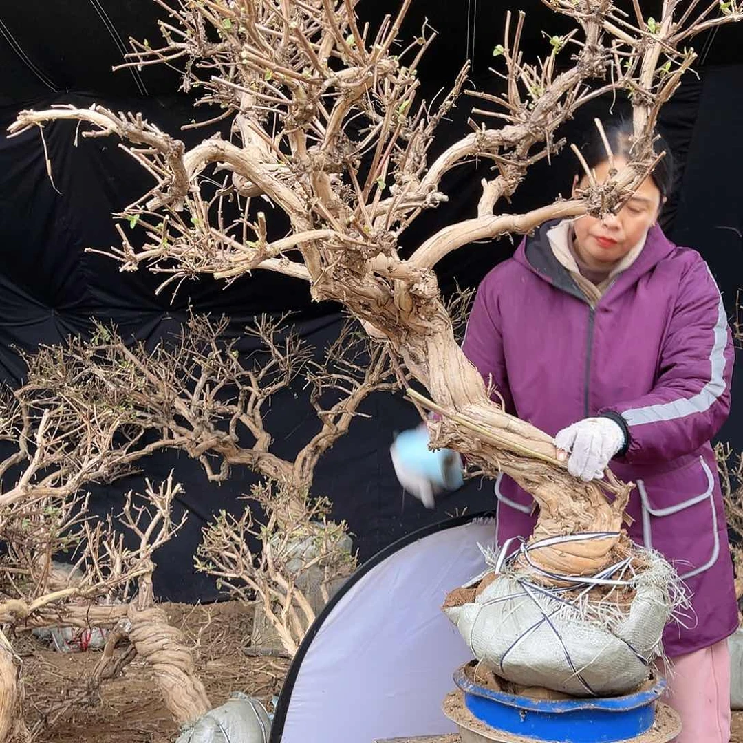 当前无花朵，栽培后可花朵