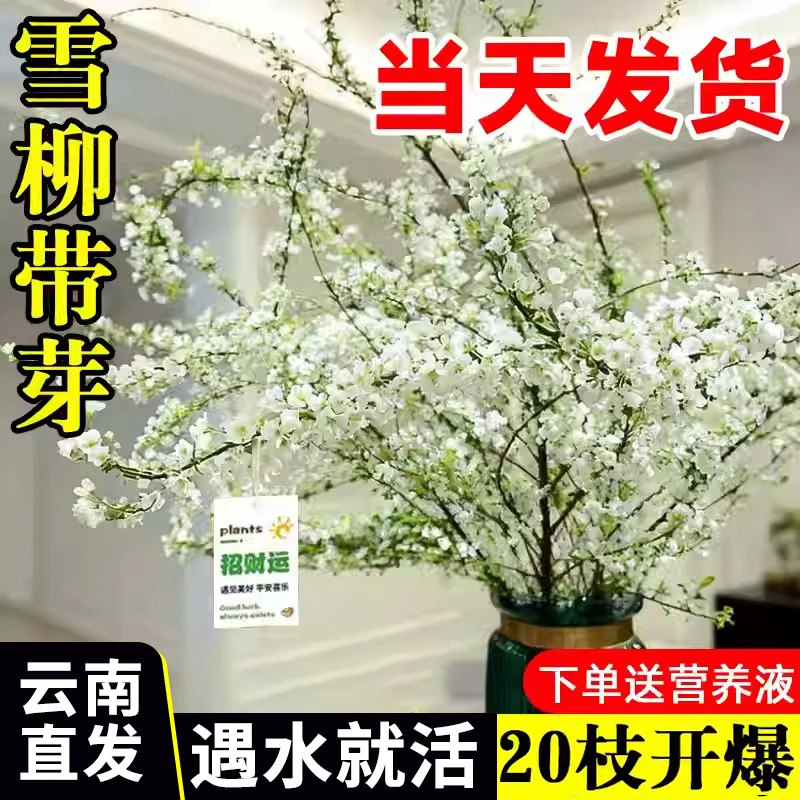 云南直发鲜枝雪柳带芽水培耐寒开花室内绿植新鲜鲜花枯木养成盆栽