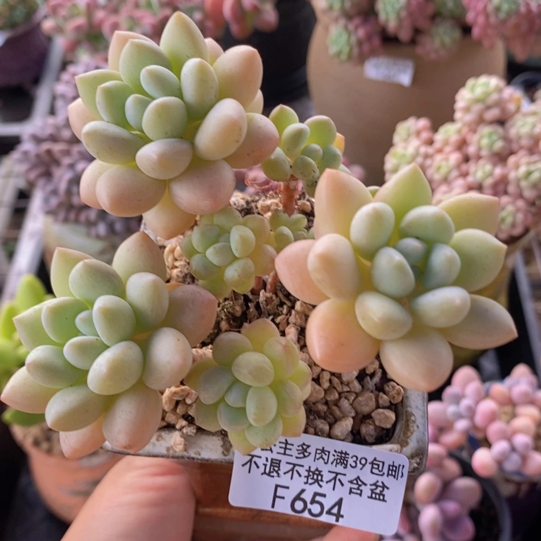 萤火虫9cm654多肉植物