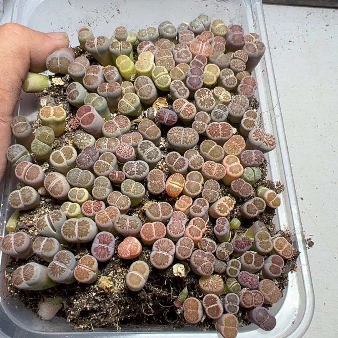 【闪购商品】 1120。