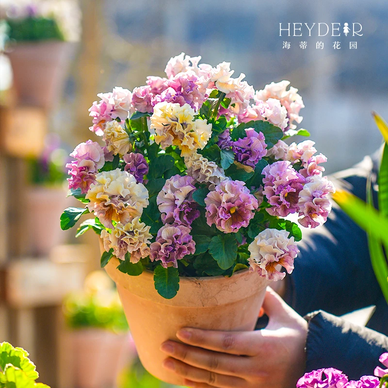 海蒂的花园角堇多品皱边冬春开花熊猫堇庭院阳台花灵动植物盆栽苗