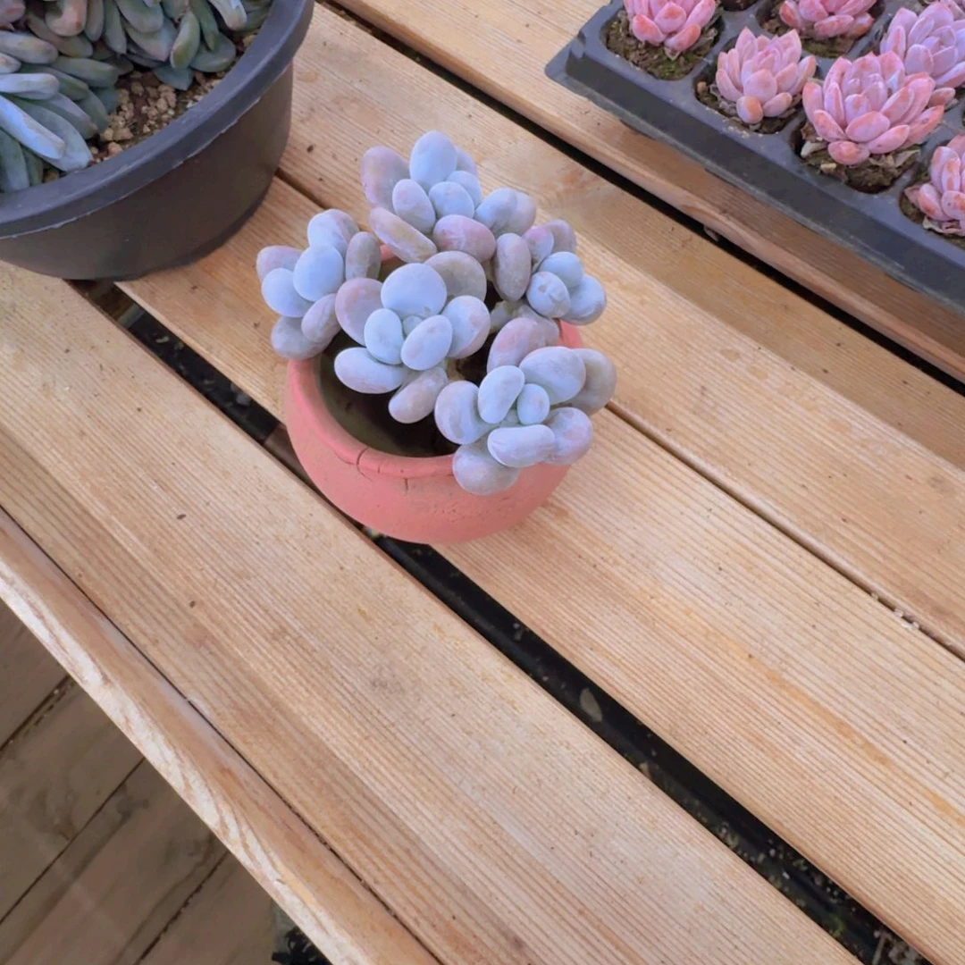 夕****多肉植物奶酪已上桌