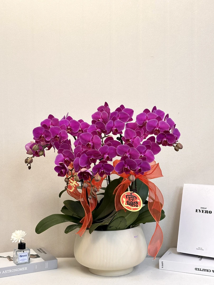 蝴蝶兰年宵花【福星】送人送礼必备 过年居家首选 多样性发货