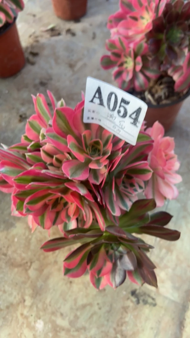 粉女巫小手捧多肉植物法师