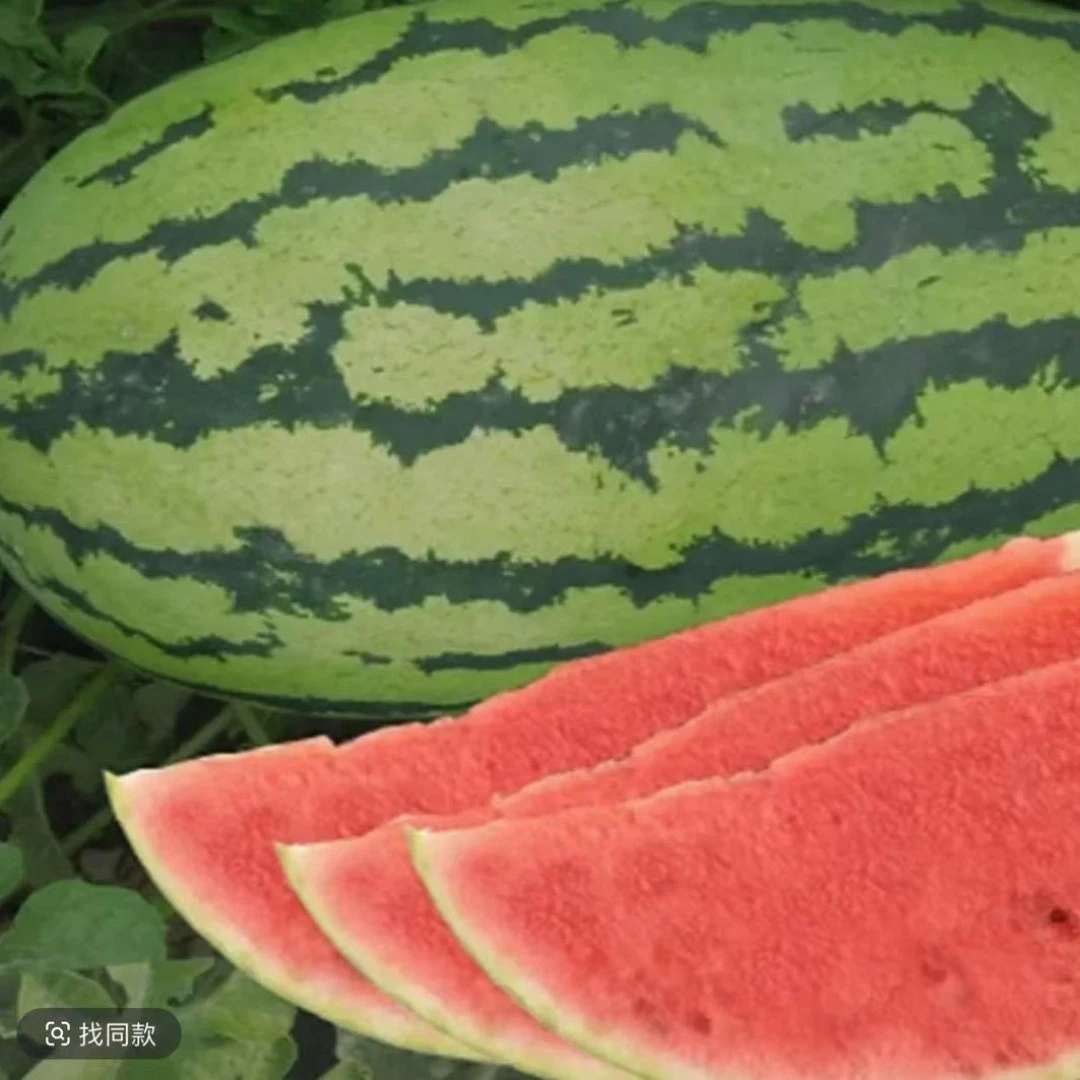 【家庭园艺适用】懒汉西瓜种子适应性强四季种植水果西瓜种子薄皮.