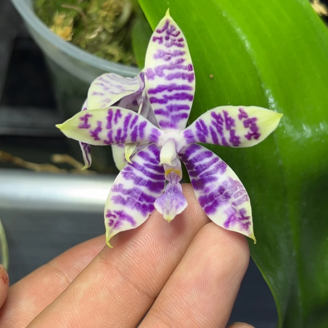 完全开放l010三寸柳林3587