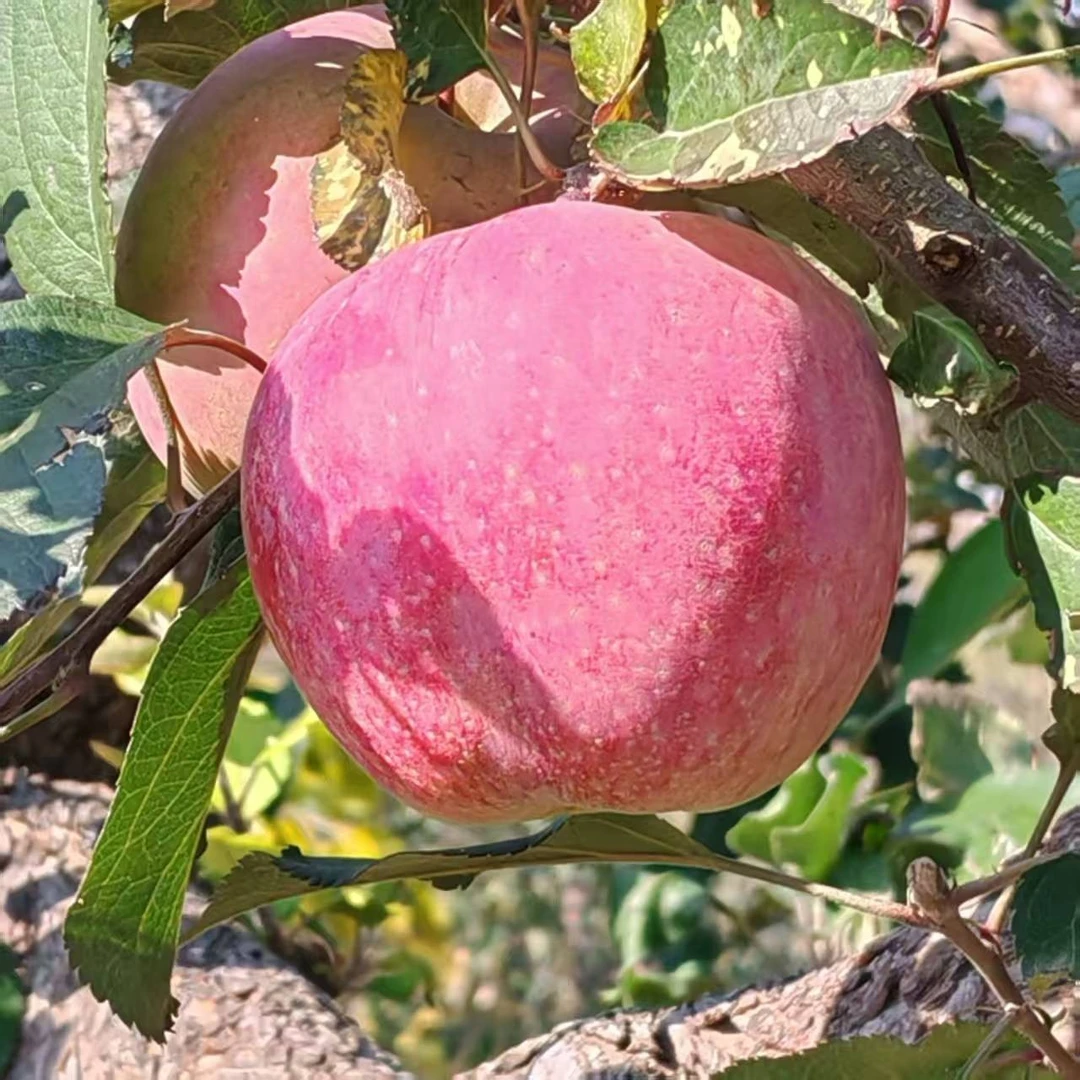 平谷三白山富士苹果 红富士 苹果北京市